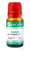 ANETHUM graveolens LM 90 Dilution